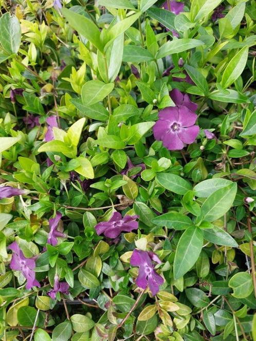 Pervenche violette Vinca minor 'Atropurpurea', Jardin & Terrasse, Plantes | Jardin, Plante fixe, Couvre-sol, Plein soleil, Printemps