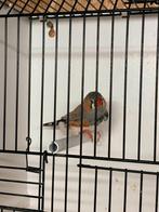 Nog 2 koppel grote zebravink soort te koop