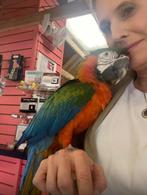 Ara Catalina, Dieren en Toebehoren, Mannelijk, Papegaai