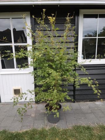 Acer dissectum orange lace Japanse esdoorn  beschikbaar voor biedingen