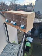 Kweekkooi, Animaux & Accessoires, Enlèvement, Neuf