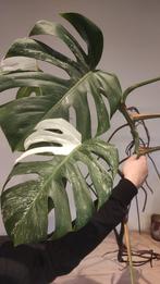 Gewortelde stek Monstera Variegata - 7 bladeren, Huis en Inrichting, Ophalen, Overige soorten, Halfschaduw, Minder dan 100 cm