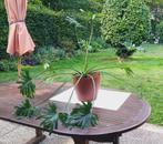 Kamerplant Philondendron Xanadu / bipinnatifidum (2), Huis en Inrichting, Ophalen, Overige soorten, Halfschaduw, In pot