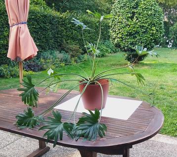 Kamerplant Philondendron Xanadu / bipinnatifidum (2) beschikbaar voor biedingen
