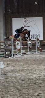 Gouden leermeester te koop