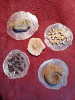 Bel ensemble de fossiles minéraux présentés sur perle, Fossile, Enlèvement ou Envoi