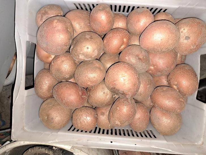 Nieuwe aardappelen (laatste prijsdalig), Diversen, Levensmiddelen, Ophalen