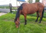 Kweekmerrie -  Lord Leatherdale x Kennedy ( 2010), Dieren en Toebehoren, Merrie, Gechipt, Niet van toepassing, Dressuurpaard