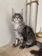 Maine Coon kittens beschikbaar!, Dieren en Toebehoren, Katten en Kittens | Raskatten | Langhaar, Meerdere dieren, Gechipt, 0 tot 2 jaar