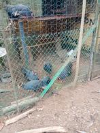 Jonge blauwhoorn fazanten