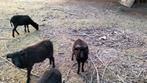 Ouessant lammetjes ram, Dieren en Toebehoren