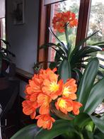 Clivia’s, Huis en Inrichting, Kamerplanten, Minder dan 100 cm, Halfschaduw, In pot, Bloeiende kamerplant