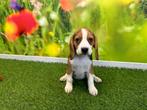 Chiots Beagle - couleur tricolore, Animaux & Accessoires, Plusieurs, Belgique, 8 à 15 semaines, Parvovirose