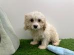 Maltipoo Pups, Dieren en Toebehoren, België, Overige rassen, 8 tot 15 weken, CDV (hondenziekte)