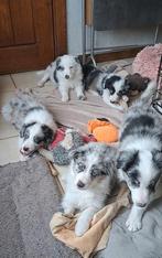Zwart-witte en bleu merle border collie pups op boerderij, Dieren en Toebehoren, Honden | Herdershonden en Veedrijvers, België