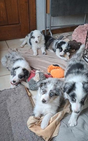 Zwart-witte en bleu merle border collie pups op boerderij  beschikbaar voor biedingen