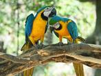 Couple ara ararauna, Animaux & Accessoires, Oiseaux | Perruches & Perroquets