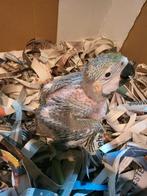 Ara ararauna voor handfok, Dieren en Toebehoren, Vogels | Parkieten en Papegaaien, Geslacht onbekend, Papegaai, Geringd