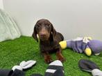 Standaard Teckel pups, België, Standaard, 8 tot 15 weken, Korthaar