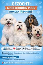 Modelhond opleiding hondentrimster, Trimmen of Verzorging