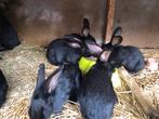 (Ras)konijnen te koop, Dieren en Toebehoren