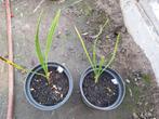 Phoenix theophrastiii palmbomen, Jardin & Terrasse, Plantes | Arbres, Enlèvement ou Envoi, En pot, Moins de 100 cm, Plein soleil