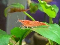 Vuurgarnalen aquarium, Dieren en Toebehoren