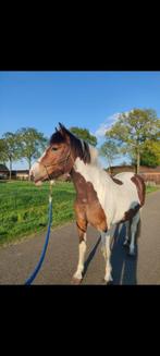 2,5 jarige bonte merrie, Dieren en Toebehoren, Merrie, Niet van toepassing, 0 tot 2 jaar, Recreatiepony
