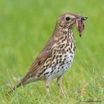 Zanglijsters, Meerdere dieren, Wildzangvogel, Geringd