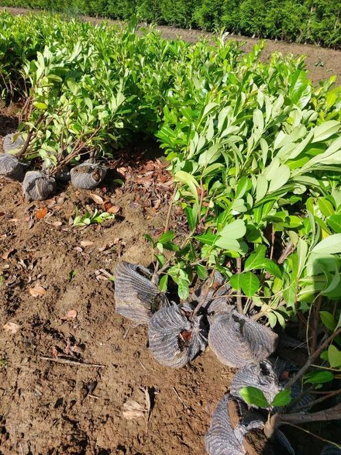 laurierkers of paplaurier ( groenblijvende haagplant ), Tuin en Terras, Planten | Struiken en Hagen, Haag, Laurier, Minder dan 100 cm