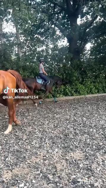 Bijrijder/halve stal gezocht, Avec pedigree, Poney de dressage, Hongre, Poney D (1.37 m à 1.48m)