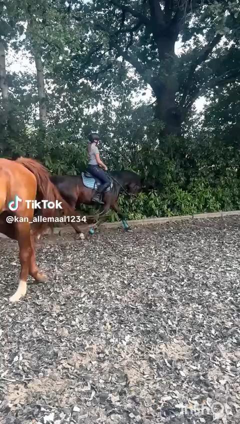 Bijrijder/halve stal gezocht, Dieren en Toebehoren, Pony's, Ruin, Niet van toepassing, D pony (1.37m tot 1.48m), Dressuurpony