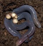 Wormsalamanders, Dieren en Toebehoren, Reptielen en Amfibieën