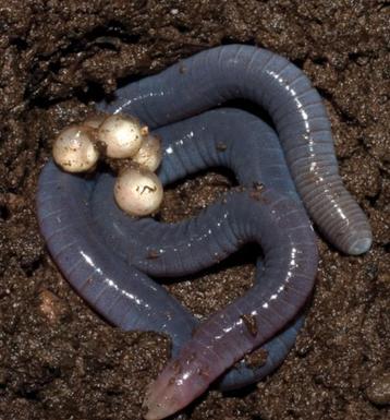Wormsalamanders  beschikbaar voor biedingen