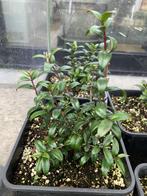 Mirte - Myrtus Communis, Ophalen, Overige soorten, Struik