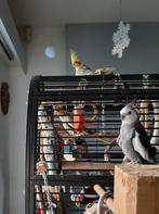 Valkparkieten., Dieren en Toebehoren, Vogels | Parkieten en Papegaaien