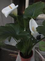 witte aronskelk, Tuin en Terras, Planten | Tuinplanten, Vaste plant, Halfschaduw, Lente, Ophalen