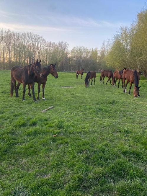 Draagmoeder / embryomerrie, Dieren en Toebehoren, Paarden, Merrie, Niet van toepassing, 160 tot 165 cm, 3 tot 6 jaar, Recreatiepaard