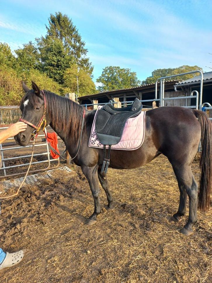 Gevraagd zadels, Dieren en Toebehoren, Paarden en Pony's | Zadels, Gebruikt, Dressuur, Ophalen