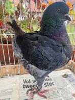 King Duiven, Dieren en Toebehoren, Vogels | Duiven