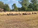 Rouge de l'ouest lammeren te koop, Dieren en Toebehoren, Stalling en Weidegang