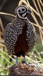 Koppel Montezuma kwartels, Juni, Meerdere dieren