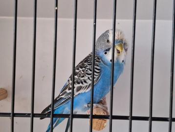 Grasparkieten  2025 beschikbaar voor biedingen