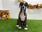 Boxer pup, Dieren en Toebehoren, Honden | Bulldogs, Pinschers en Molossers, België, 8 tot 15 weken, CDV (hondenziekte), Eén hond