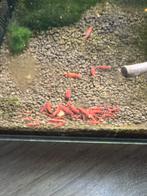 Bloody mary neocaridina garnalen, Dieren en Toebehoren, Vissen | Aquariumvissen