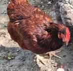 Rhode island red leghen, Dieren en Toebehoren, Pluimvee