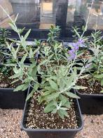 5 stuks Russische Lavendel 'Blue Spire', Ophalen
