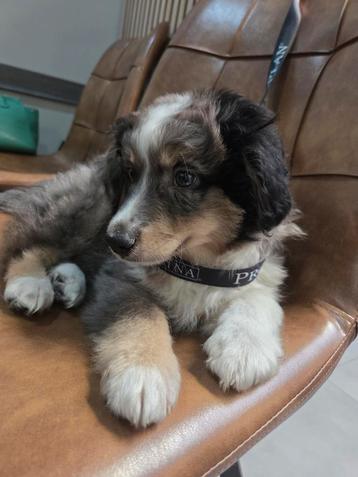 Mini American Sheperd pups, Particulier, Chien (mâle), Parvovirose, 8 à 15 semaines