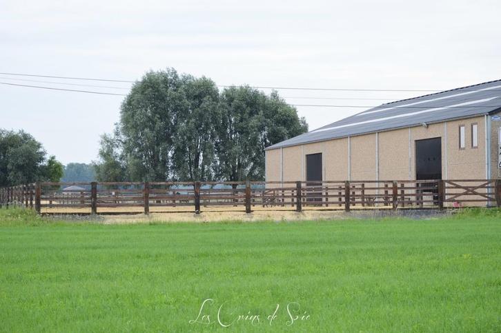 Pension chevaux région Brugelette/Ath, Dieren en Toebehoren, Paarden en Pony's | Trailers en Aanhangwagens, Ophalen