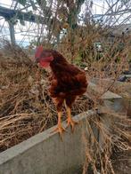 Rhode island red haan, Dieren en Toebehoren, Pluimvee, Mannelijk, Kip
